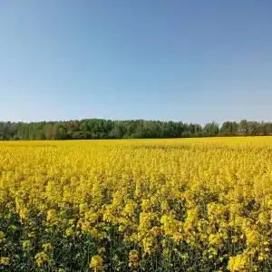 Усадьба в Беловежской пуще У камина - 35