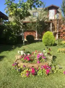 Катальпа - 1