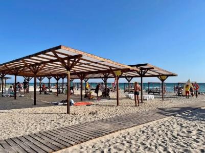 Катальпа - 9