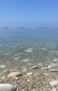 Сосновый бор на Краснодарской - 1