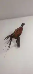 Домашний - 2