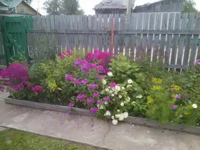 Сенполия - 34