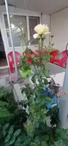 Отдых в Береговом - 4