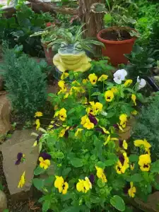 Ассоль на Сурожской - 5