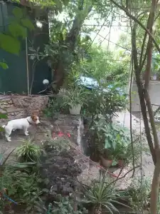 Сливовый - 2