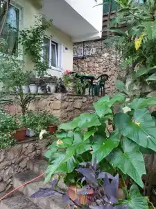 Сливовый - 4