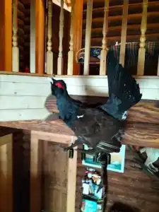 Мышкин двор Барабановъ - 14