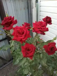 Звёздный - 7