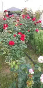 Семейный - 37