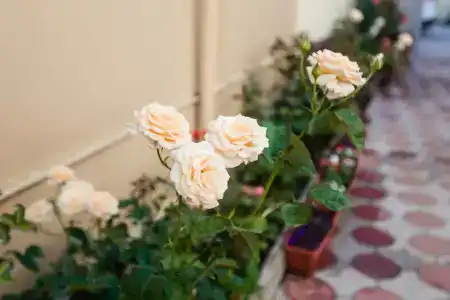 Райский Уголок - 2