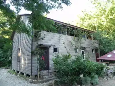 Камелия Gold - 2