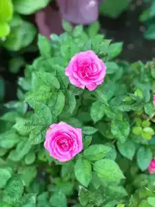 Александра - 5