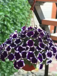 Александра - 1