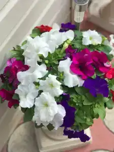 Александра - 7