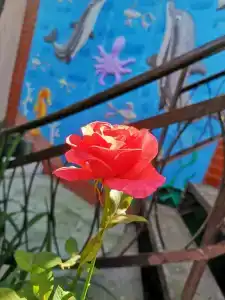 Сантино - 12