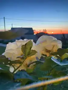 Сантолина - 58