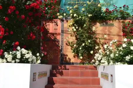 Green Palace - 10
