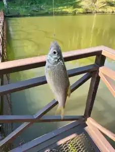 Капитан - 130