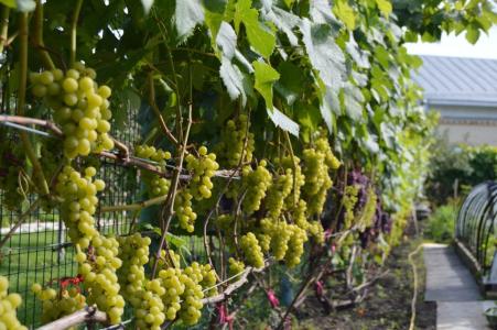 Гостевой дом Соловьевых - 9