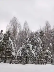 Вальд парк - 15