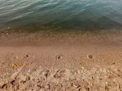 Смородина - 135