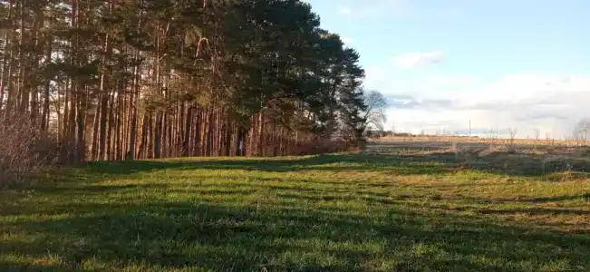 Смородина - 151