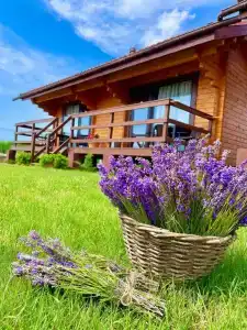 Кактус - 6