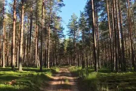 Родное - 16