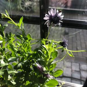 Старая Провинция - 121