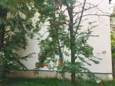 Ежик - 2