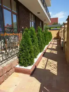 Челентано - 9