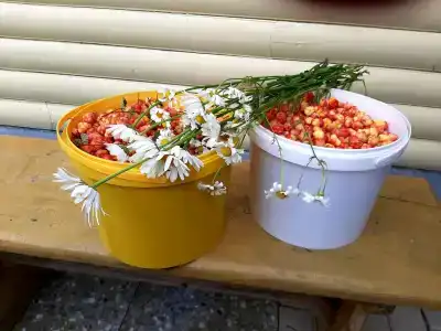 Сегежа - 19