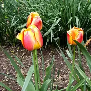 Дом мечты - 1