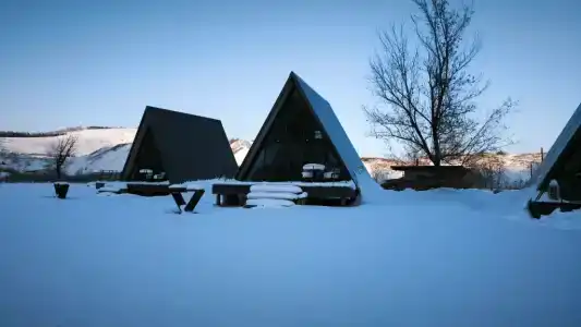 Клен - 87