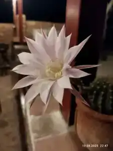 Ракушка Казантипа - 69