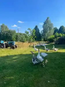 Пралеска - 24