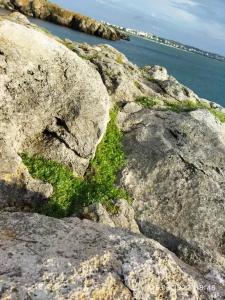 Ракушка Казантипа - 9