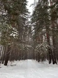в лесу - 25