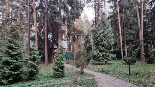 Замок в сосновом лесу - 21