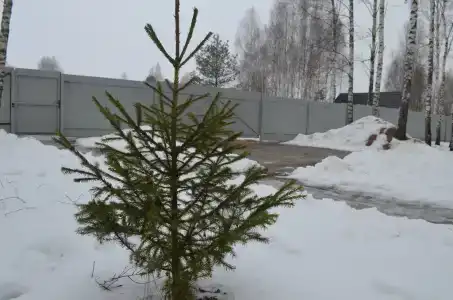 Каникулы - 30