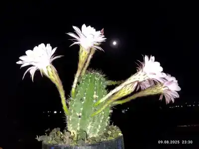 Ракушка Казантипа - 65