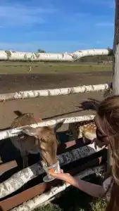 Дом в соснах - 33