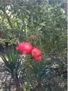 Цитадель - 108