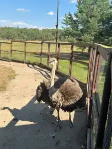 Капитан - 127