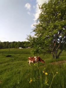 Вечера на Хуторе - 0
