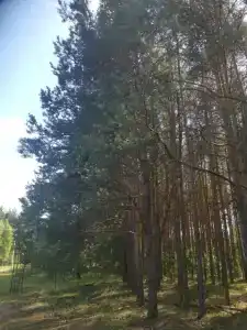 Dream Forest & River PZ - 34