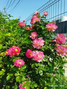 Ракушка Казантипа - 62