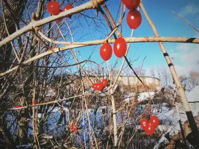 Избушка - 33