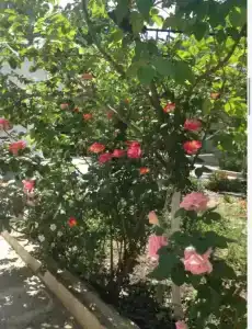 Цитадель - 107