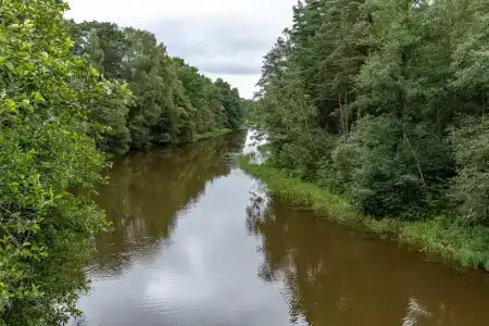 Тень сосны - 44